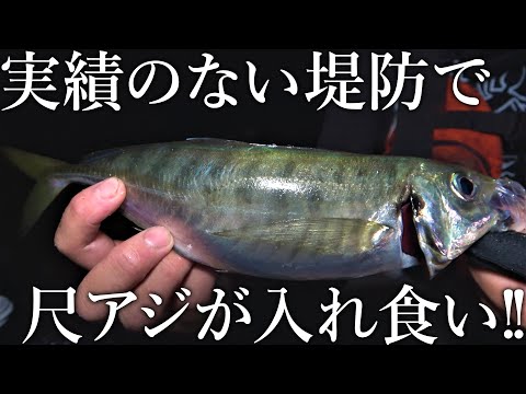堤防で尺アジが連発！初めて訪れた漁港で想定外のデカアジが入れ食い状態になりました