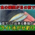 釣った豆アジを真下に落とすだけで青物・シーバスが沸きまくるこの釣りがヤバい…