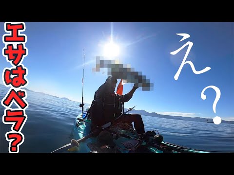 ベラに喰いついてきた大型魚！？衝撃のオチ…