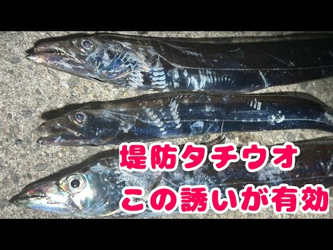 【堤防太刀魚釣り】テンヤはこの誘いがやっぱり有効でした!