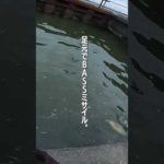 足元バスミサイル。 #霞ヶ浦バス釣り