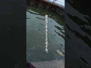 足元バスミサイル。 #霞ヶ浦バス釣り