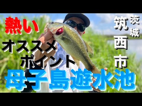 【茨城バス釣りポイント】簡単に釣れる母子島遊水池でバス釣り！デカイのいる！【バス釣りオススメポイント】