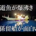 【もはや海上集魚灯！】巨大なアジから青物まで爆沸きさせる係留船の魚影が異次元すぎました