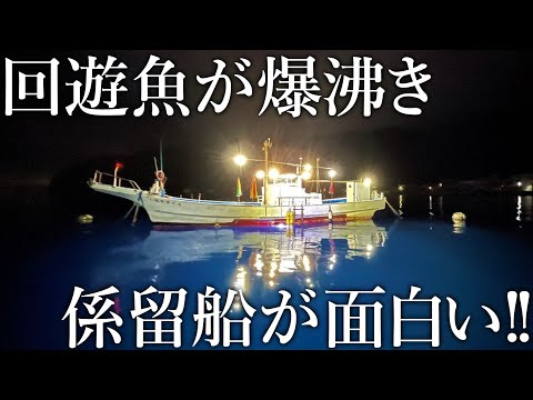 【もはや海上集魚灯！】巨大なアジから青物まで爆沸きさせる係留船の魚影が異次元すぎました