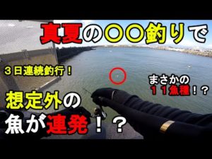 【神奈川県某所】真夏の〇〇釣りで想定外の魚が連発!?お盆休み期間中に、関東地方にある相模湾側に面している釣り場で、とある魚の調査釣行を数日間してみたら…!【2023年8月中旬】