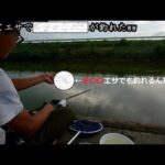 【鵠戸川】で癒しを求めて野釣りに来たら・・・