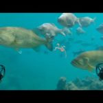 潜水艦ラジコンで釣りしてみた