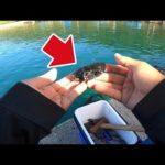 人生で１度は釣ってみたいあの魚が釣れると聞いて５０００ｇ分買った離島暮らしの夏。