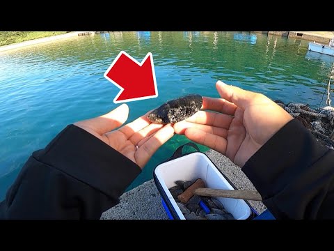 人生で１度は釣ってみたいあの魚が釣れると聞いて５０００ｇ分買った離島暮らしの夏。