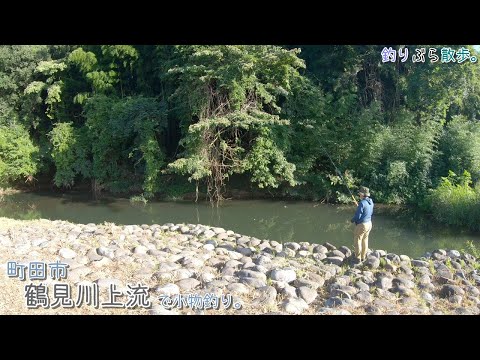 町田市 鶴見川上流で小物釣り。キラキラ光る魚の正体は？