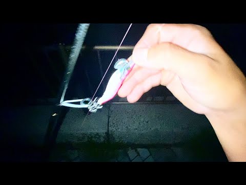 大阪の海で異常発生してると噂のイカを釣る。