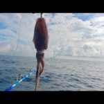 冷凍のアオリイカを巨大針につけて釣りをしたらとんでもない魚が釣れました！！