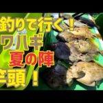 【カワハギ釣り】夏は宙釣りで良型狙い！東京湾・久里浜沖｜2023.8.19