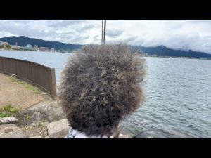 琵琶湖バス釣りライブR5-8/24