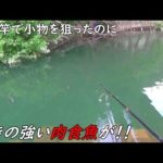 延べ竿で小物を狙ったらあいつが釣れた！！
