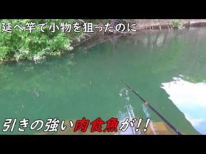 延べ竿で小物を狙ったらあいつが釣れた！！
