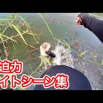【バス釣り】トップウォーターバイトシーンまとめ
