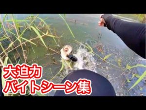 【バス釣り】トップウォーターバイトシーンまとめ