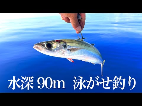 大きなアジで泳がせ釣りしたら季節外れの大物が釣れた
