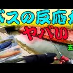 この釣り方、一生できるかも！！！【五三川】【バス釣り】【シャーベットヘアーチャンネル】