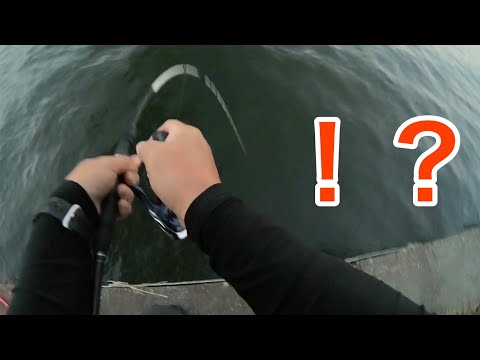 【高知県中部】多くの釣り人がロマンを求めて狙う魚を堤防の足元で釣り上げる【かぶせ釣り】