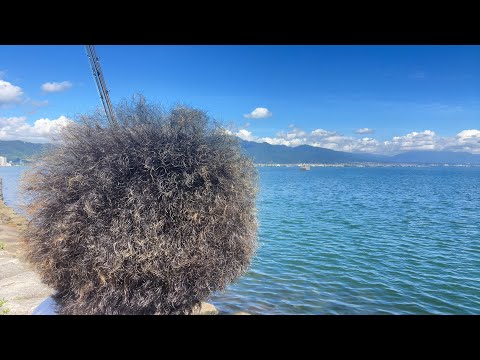 琵琶湖バス釣りライブR5-8/29