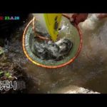 鮎釣り日記 23 8 28