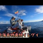 青物マダイ爆釣り、イレグイメンバーはやっぱり、イレグイ！！