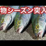 【激熱の夜明け】初青物（ルアー）の釣り友でもヒット連発！青物を狂わせます！【ショアジギング】