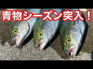 【激熱の夜明け】初青物(ルアー)の釣り友でもヒット連発!青物を狂わせます!【ショアジギング】