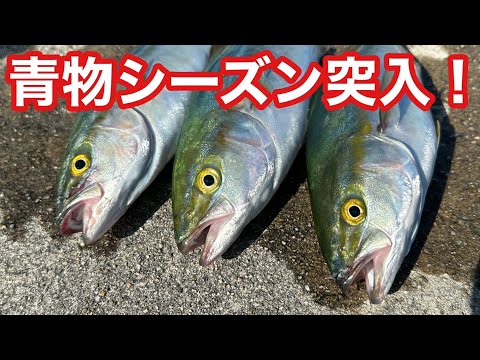 【激熱の夜明け】初青物（ルアー）の釣り友でもヒット連発！青物を狂わせます！【ショアジギング】