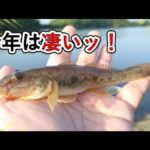 超美味い！ハゼが今年絶好調！絶対やらないと損！子供でも簡単にできる釣り！ハゼの釣り方！