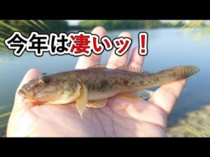 超美味い!ハゼが今年絶好調!絶対やらないと損!子供でも簡単にできる釣り!ハゼの釣り方!