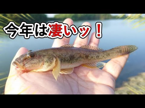 超美味い！ハゼが今年絶好調！絶対やらないと損！子供でも簡単にできる釣り！ハゼの釣り方！