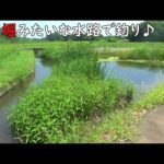 釣り堀みたいな水路で釣りしたら楽し過ぎ♪