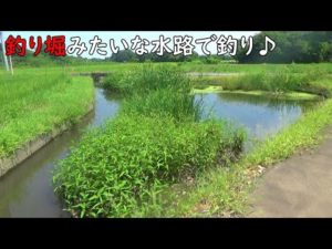 釣り堀みたいな水路で釣りしたら楽し過ぎ♪