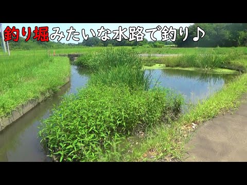 釣り堀みたいな水路で釣りしたら楽し過ぎ♪