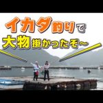 GO!GO!九ちゃんフィッシング #538　「絶対ハマるイカダ釣り 狙えクロダイ・マダイ・特大カワハギ！」