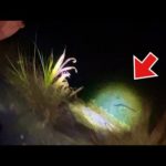 夜の水辺を明かりで照らすと…1キロ5000円を超える高級食材が居たので捕まえてみた。