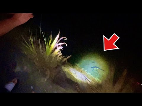 夜の水辺を明かりで照らすと…1キロ5000円を超える高級食材が居たので捕まえてみた。