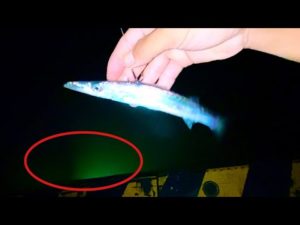 大物の巣窟に泳がせてみると…とんでもない事になりました