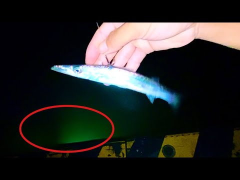 大物の巣窟に泳がせてみると…とんでもない事になりました