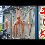 タコを丸ごと干物にしてみたら激うまだった！！