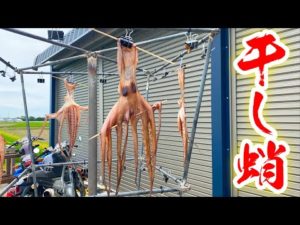 タコを丸ごと干物にしてみたら激うまだった！！