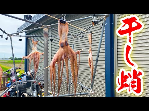 タコを丸ごと干物にしてみたら激うまだった！！