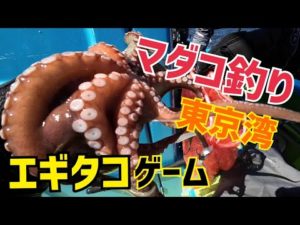 【マダコ釣り】東京湾エギタコ!豚バラ巻き仕掛けで挑戦!2023.7.29