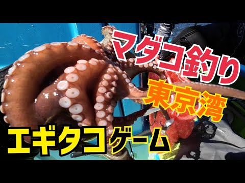 【マダコ釣り】東京湾エギタコ！豚バラ巻き仕掛けで挑戦！2023.7.29