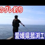 初夏のグレ釣りを攻略していきます　　愛媛県菰渕エリア