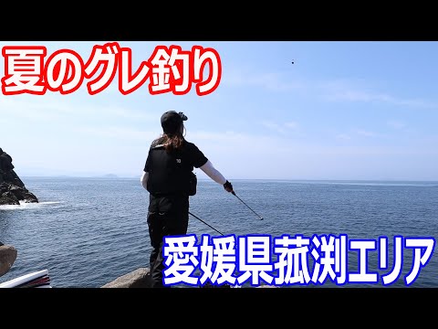 初夏のグレ釣りを攻略していきます　　愛媛県菰渕エリア